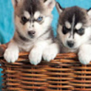 Meet your Posher, Dalila citlaly